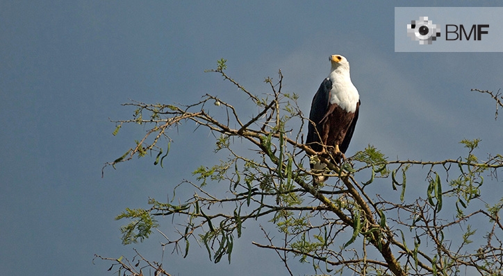 A majestic black eagle with a white head and a yellow beak is supported by a branch atop a tree while it stares at the landcsape that surrounds it.