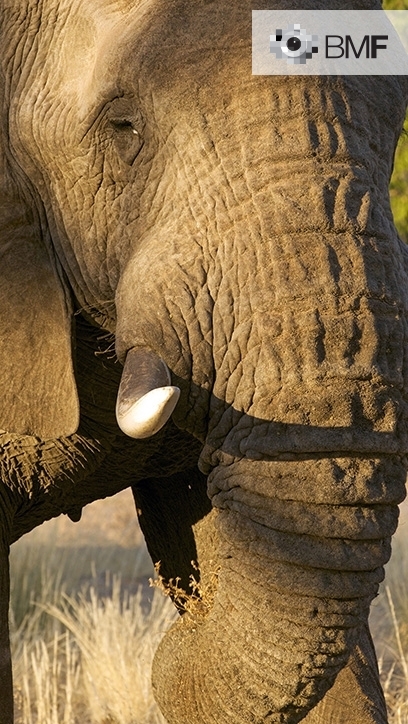 Primer plano del rostro de un elefante en el cual se pueden observar e identificar cada detalle y cada arruga de su árida piel mientras recoge vegetación para alimentarse.