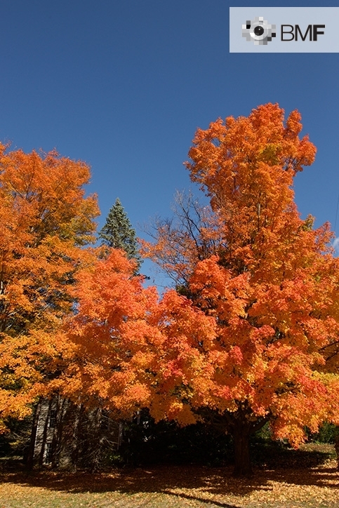 A clear contrast between the reddish colours of the trees in autumn and a clear blue sky is observed.