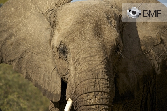 Primer plano del rostro de un gran elefante con la mirada tranquila y orejas grandes arrugadas. El elefante mira directamente a la camara como si quisiera avisar al fotografo que ese es su territorio.