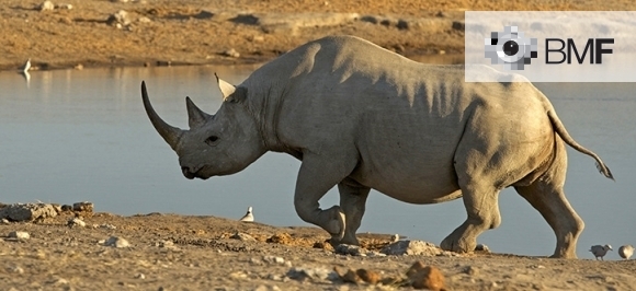 Un rinoceronte majestuoso camina en la orilla disfrutando de la tranquilidad de las aguas de la laguna