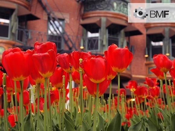Plano detalle de un conjunto de tulipanes rojos en un jardín urbano en frente de un edificio antiguo.